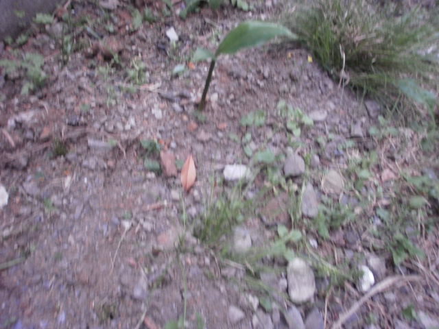 c0116610_15455648.jpg