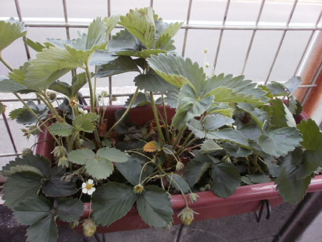c0116610_15504632.jpg