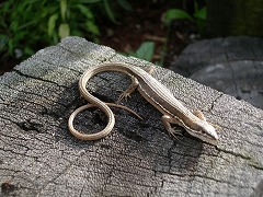 c0190010_21175093.jpg