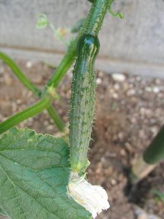 c0201113_22274075.jpg