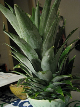 e0171420_08562.jpg