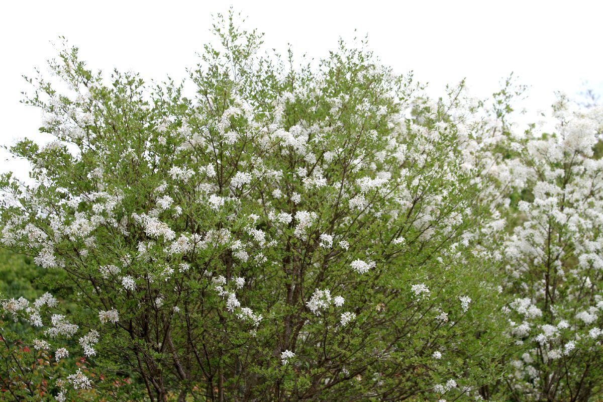 c0104227_8435665.jpg