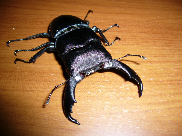 f0065228_13243619.jpg