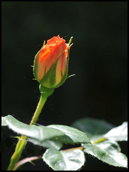 d0029829_22075.jpg