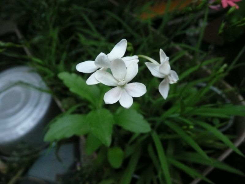 e0033229_21482730.jpg