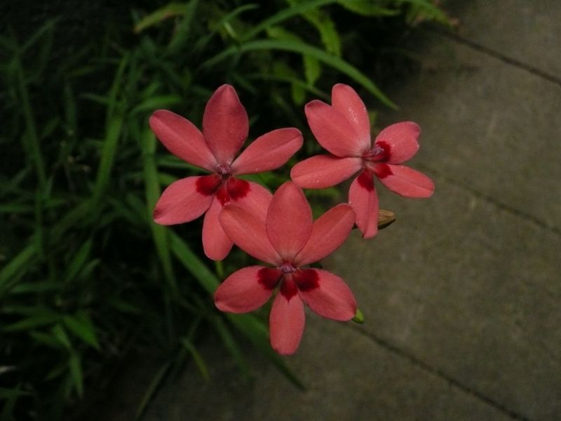 e0033229_2153164.jpg
