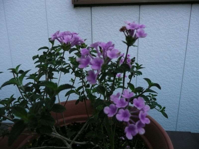 e0033229_2184467.jpg