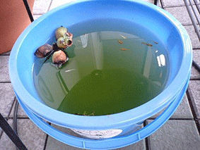 d0048332_7413832.gif