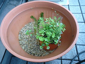 d0048332_7415444.gif