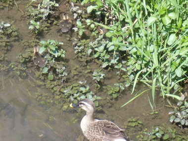 c0165033_99137.jpg