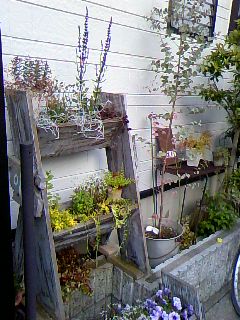 c0090534_21909.jpg