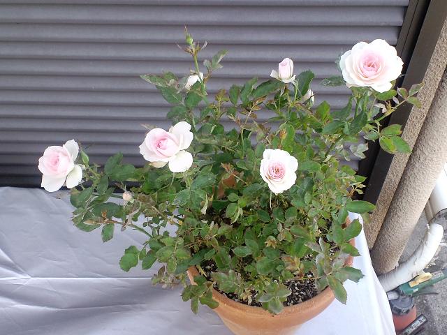 b0076739_17415765.jpg