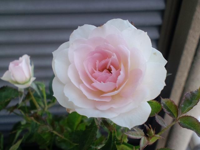 b0076739_17426100.jpg