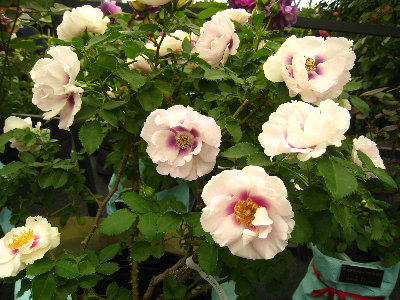 c0195439_0431369.jpg