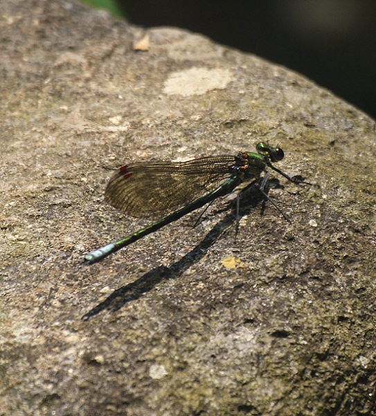 d0091754_1294777.jpg