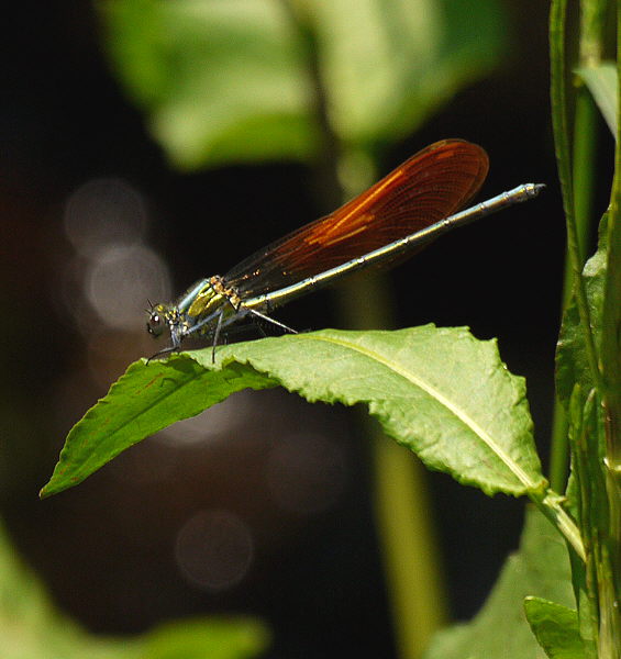 d0091754_1301334.jpg