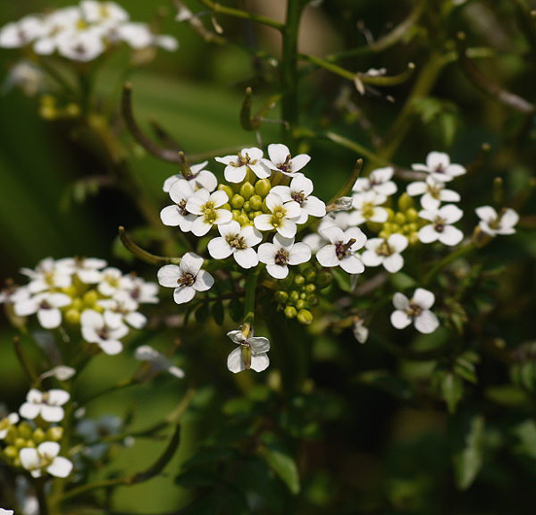 d0091754_155201.jpg