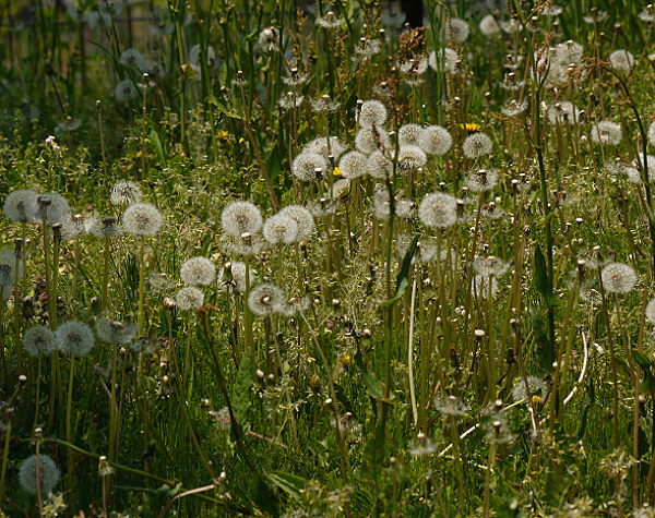 d0091754_1585767.jpg