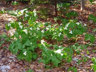 e0004756_2115837.jpg