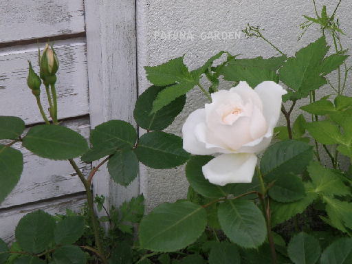 e0184558_8183424.jpg