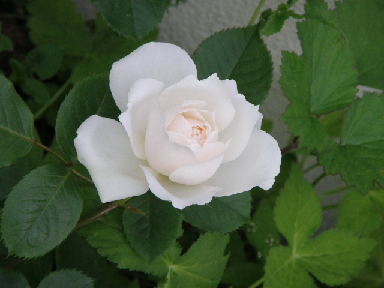 e0184558_8195441.jpg