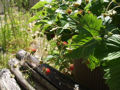 a0151659_19375551.jpg