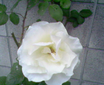 b0105259_23371598.jpg