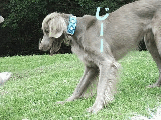 e0176159_13571186.gif