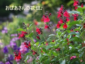 d0054461_22231992.jpg