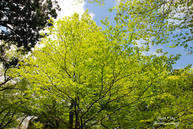 f0206270_09957.jpg