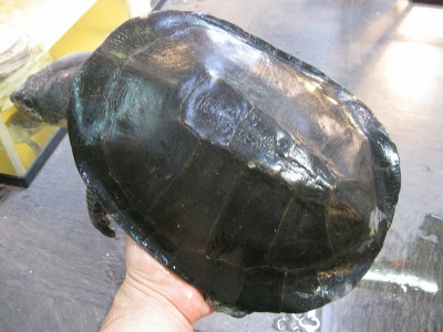 e0099576_1734755.jpg