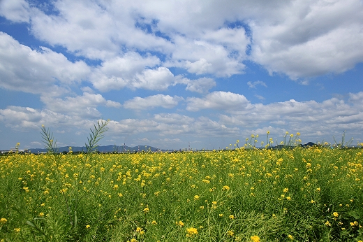 e0190885_19403972.jpg