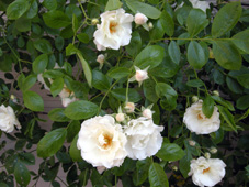 a0106589_2215551.jpg