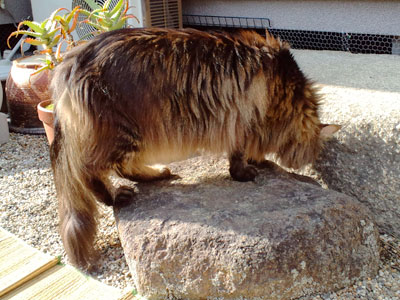 e0019594_154641.jpg