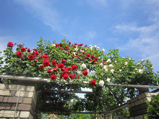 e0125894_1102180.jpg