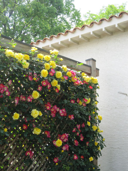 e0125894_153496.jpg