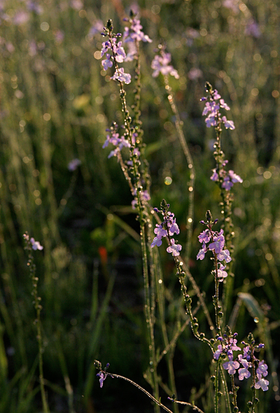 d0100095_6343151.jpg