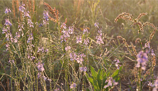 d0100095_634599.jpg