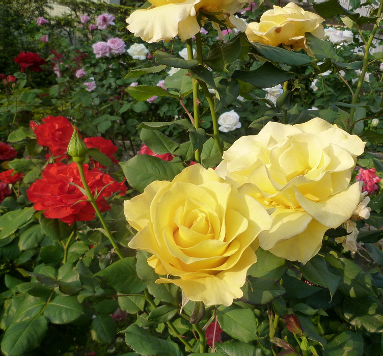 c0138198_158194.jpg