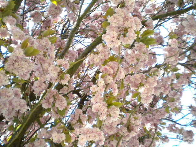 e0160905_319389.jpg