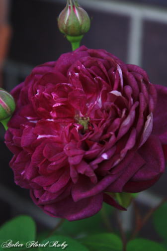d0001008_8413144.jpg