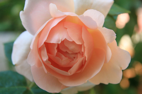 e0102713_6522067.jpg