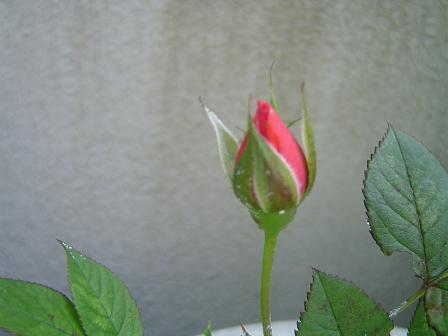 a0114314_18464926.jpg