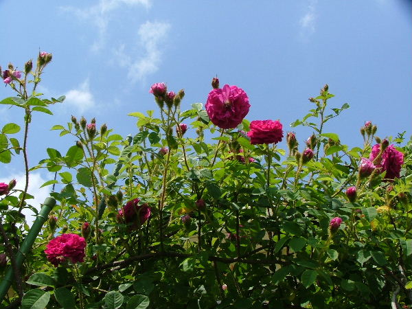 c0212214_21441711.jpg