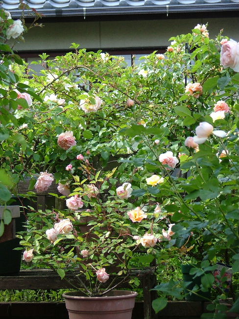 c0212214_2225514.jpg