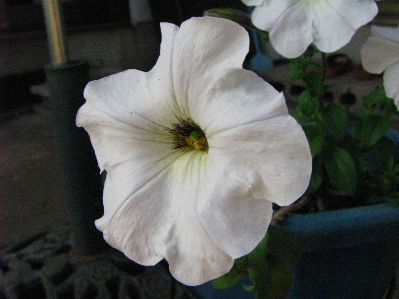 a0004023_21533779.jpg