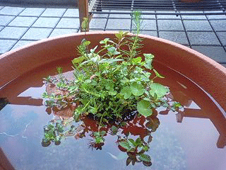 d0048332_13542496.gif
