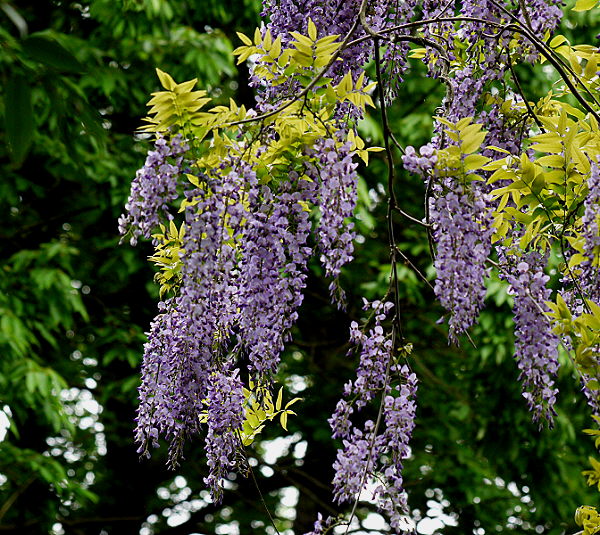 d0091754_3585635.jpg