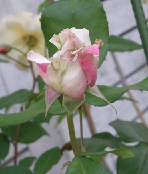 e0184558_8315268.jpg