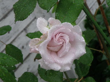 e0184558_8343698.jpg